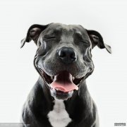 熊猫体育|Enigma Software Group在法国针对Malwarebytes提起新诉讼
